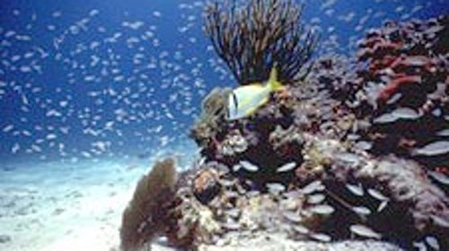 The local gang: a tourist-free look under Biscayne National Park