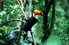 Amazon exposure: a toucan under the green in Brazil's Amazon basin