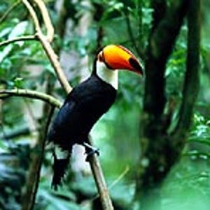 Amazon exposure: a toucan under the green in Brazil's Amazon basin