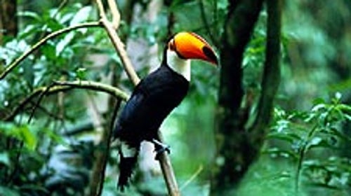 Amazon exposure: a toucan under the green in Brazil's Amazon basin