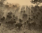 Home again on the range: a portion of the Flying D's 5,000-head bison herd