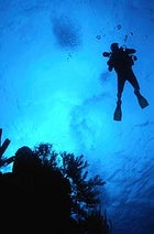 Feeling blue: a diver descends onto the reef off Belize