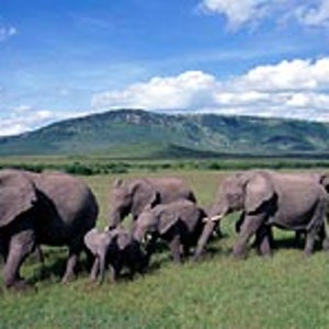 Follow your nose: elephants fall into line in Kenya
