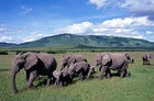 Follow your nose: elephants fall into line in Kenya