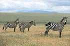 Zebras browse north of the Serengeti