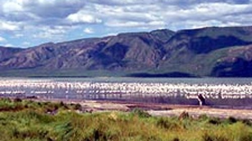 Pretty in pink: flamingoes at Lake Bogoria National Reserve