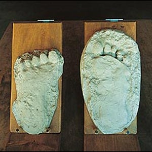 Scientific proof?: Plaster casts frm the BFRO collection.