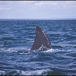 Got insurance?: a bite will hurt but the evacuation cost is deadly.