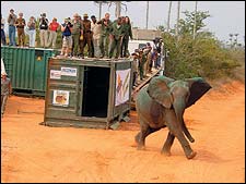 One deportee, set loose in Quiçama.