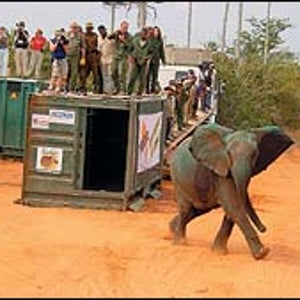 One deportee, set loose in Quiçama.