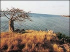 A lone Baobab stands guard on the Angolan coast near Quiçama Park.