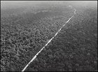 If you build it, they will come: only the price of mahogany can finance a new road in the Amazon.