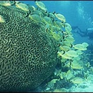 In the company of coral: a diver fins past a school of grunts off Florida's Tavernier Key