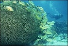 In the company of coral: a diver fins past a school of grunts off Florida's Tavernier Key