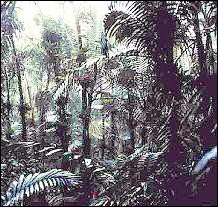 Sierra palms on the slopes of the Caribbean National Forest