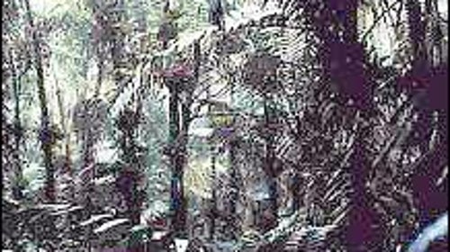 Sierra palms on the slopes of the Caribbean National Forest