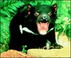 Tasmanian devil, mid-hiss
