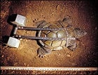 Tortoise power: Go the opposite of fast and make it last