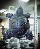 Photograph by Mark Hooper, Prop tortoise (this page and previous) styled by Ann Wilson/Red Chair Props