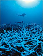 Spoils of Détente: diving among staghorn coral