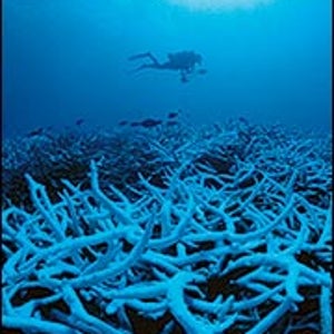 Spoils of Détente: diving among staghorn coral