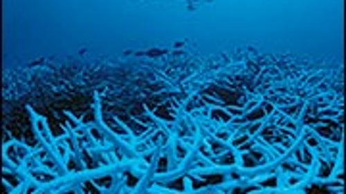 Spoils of Détente: diving among staghorn coral