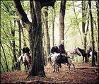 A Lagodekhi forest grove