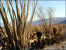 Anza-Borrego's raw desert beauty