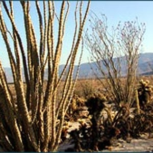 Anza-Borrego's raw desert beauty
