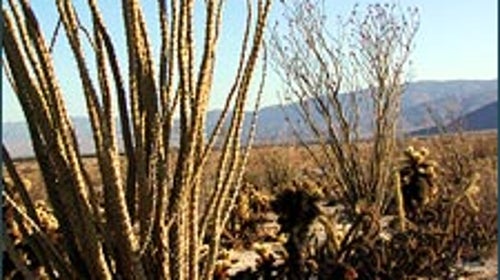 Anza-Borrego's raw desert beauty