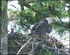 Blackwater NWR is the center of the greatest nesting density of bald eagles in the eastern United States north of Florida.