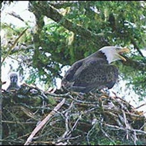 Blackwater NWR is the center of the greatest nesting density of bald eagles in the eastern United States north of Florida.