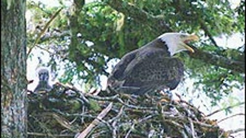 Blackwater NWR is the center of the greatest nesting density of bald eagles in the eastern United States north of Florida.