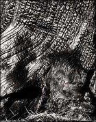 A tree burnt in Oregon's Biscuit Fire.