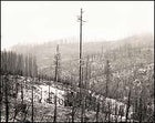 Looks bad, but it's natural: This area from 2001-02 fires in Montana and Oregon, will see an explosion of growth and returning wildlife in the years ahead.