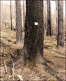 Brown but not out: A surviving tree from Oregon's Quartz fire