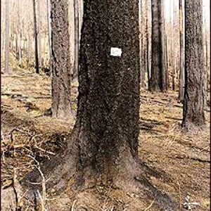 Brown but not out: A surviving tree from Oregon's Quartz fire