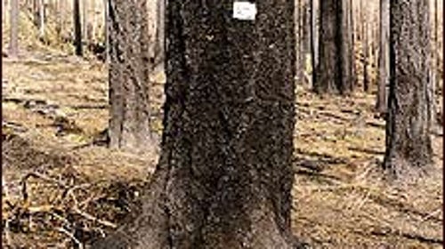 Brown but not out: A surviving tree from Oregon's Quartz fire