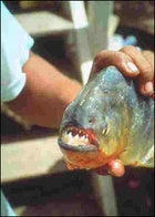 A Pantanal piranha