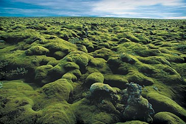 The moss is always greener: lava fields off the Ring Road in South-Central Iceland.