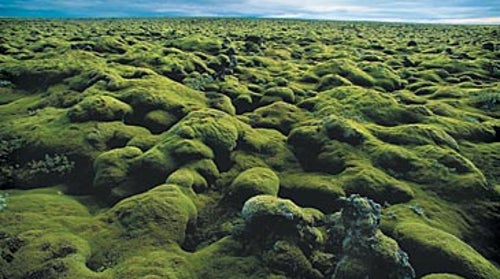 The moss is always greener: lava fields off the Ring Road in South-Central Iceland.
