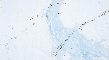 Spring march: the porcupine caribou herd migrates toward its calving grounds in the 1002 area of the Arctic Refuge's coastal plain, May 2002. (Subhankar Banerjee)  TO VIEW MORE OF SUBHANKAR BANERJEE'S REMARKABLE PHOTOS OF THE ARCTIC NATIONAL WILDLIFE REFUGE, CLICK HERE