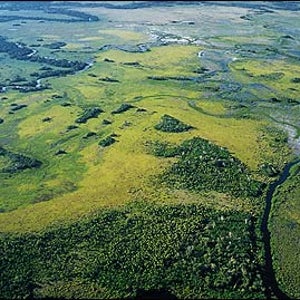 Swamp Things: The Fazenda Rio Negro's backyard