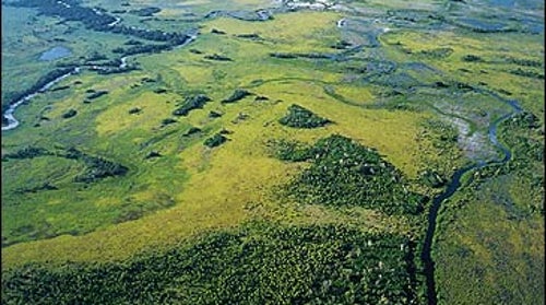 Swamp Things: The Fazenda Rio Negro's backyard