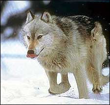 Wolf Number Ten, released in Montana during the 1995 reintroduction project