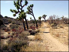 View from the California Riding and Hiking Trail