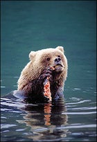 A "Maze" grizzly gnaws a salmon.