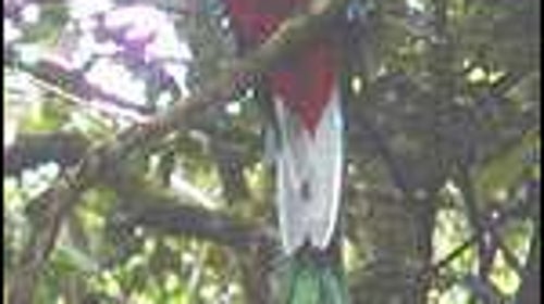 Panama, quetzal, conservation