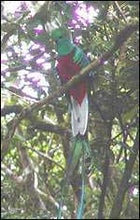 Panama, quetzal, conservation