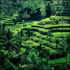 Travel Bali